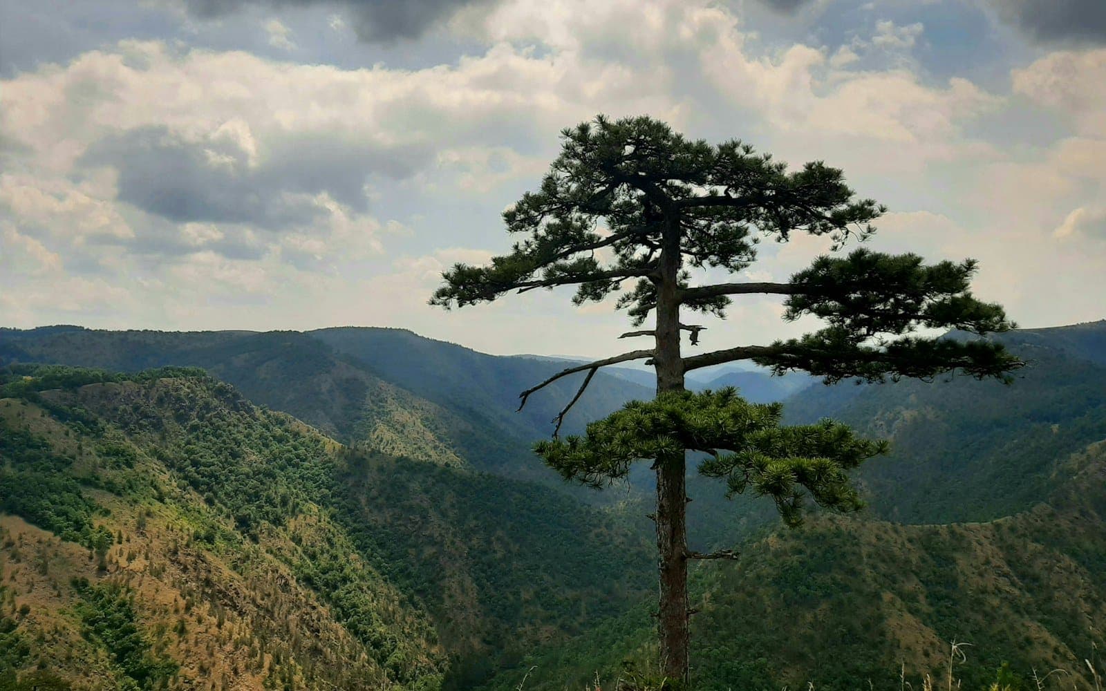 Zlatibor 5 noći